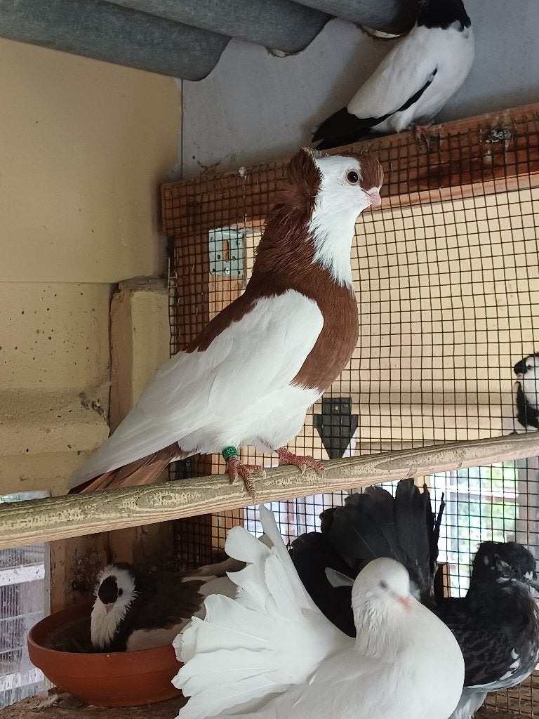 Felegyhazer kweekkoppel, Dieren en Toebehoren, Meerdere dieren, Tuimelaar of Roller