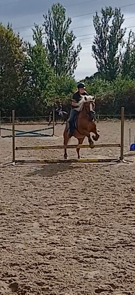 Verzorgpony, Ophalen of Verzenden, Overige typen