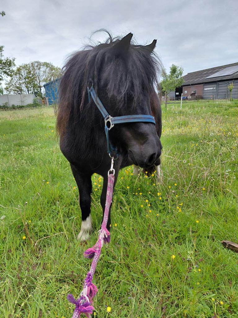2 jarige merrie, Dieren en Toebehoren, Pony's, Merrie, 0 tot 2 jaar