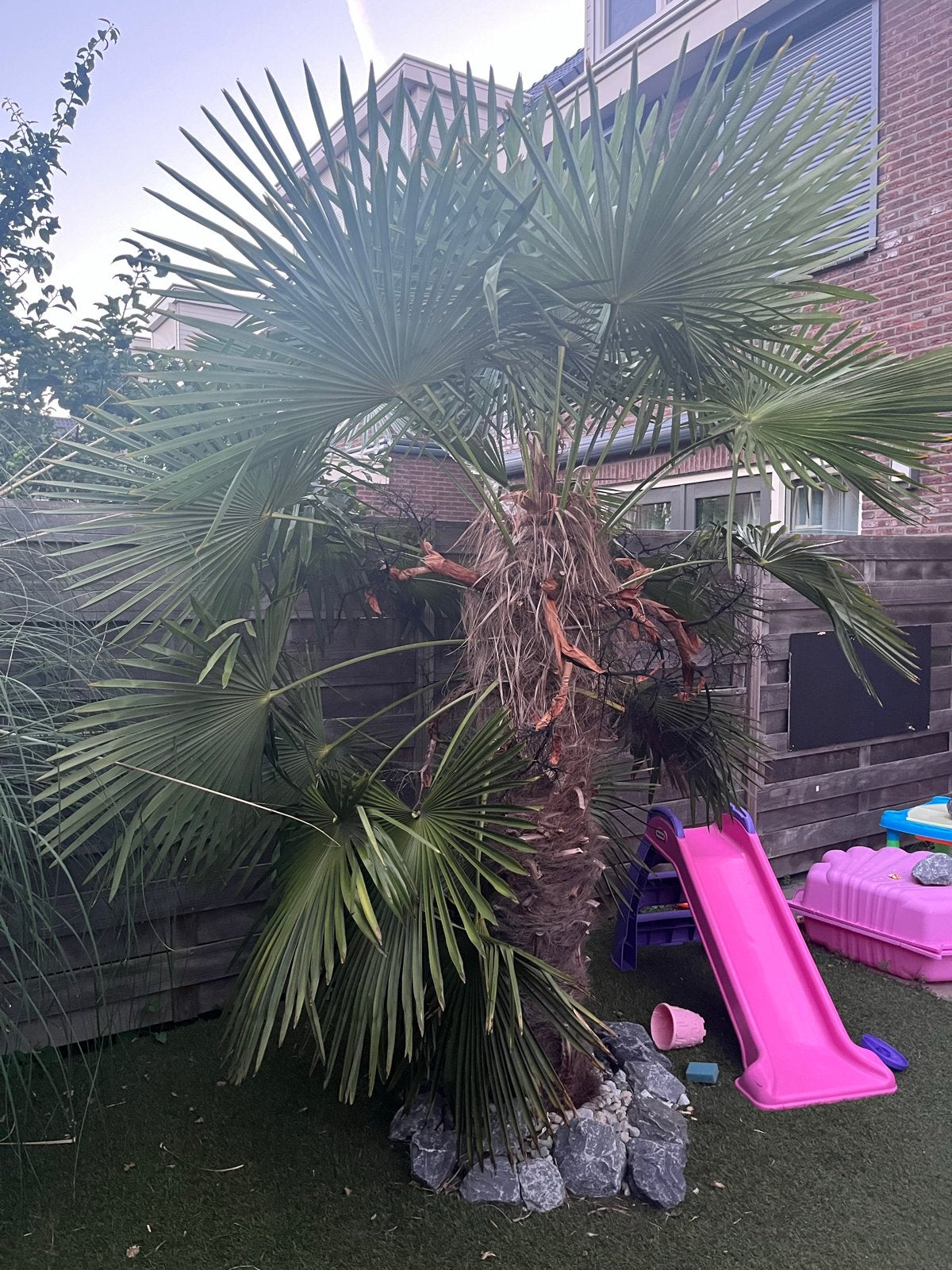 Grote Palmboom - Ideaal voor Mediterrane Sfeer, Bloeit niet, 250 tot 400 cm, Palmboom, Ophalen