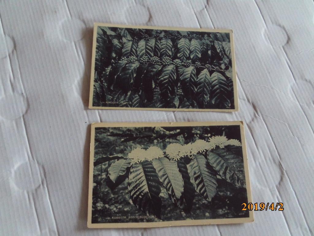 2 oude ansichtkaarten robusta koffie/bloesems - java, Ophalen of Verzenden, 1960 tot 1980, Ongelopen, Buiten Europa