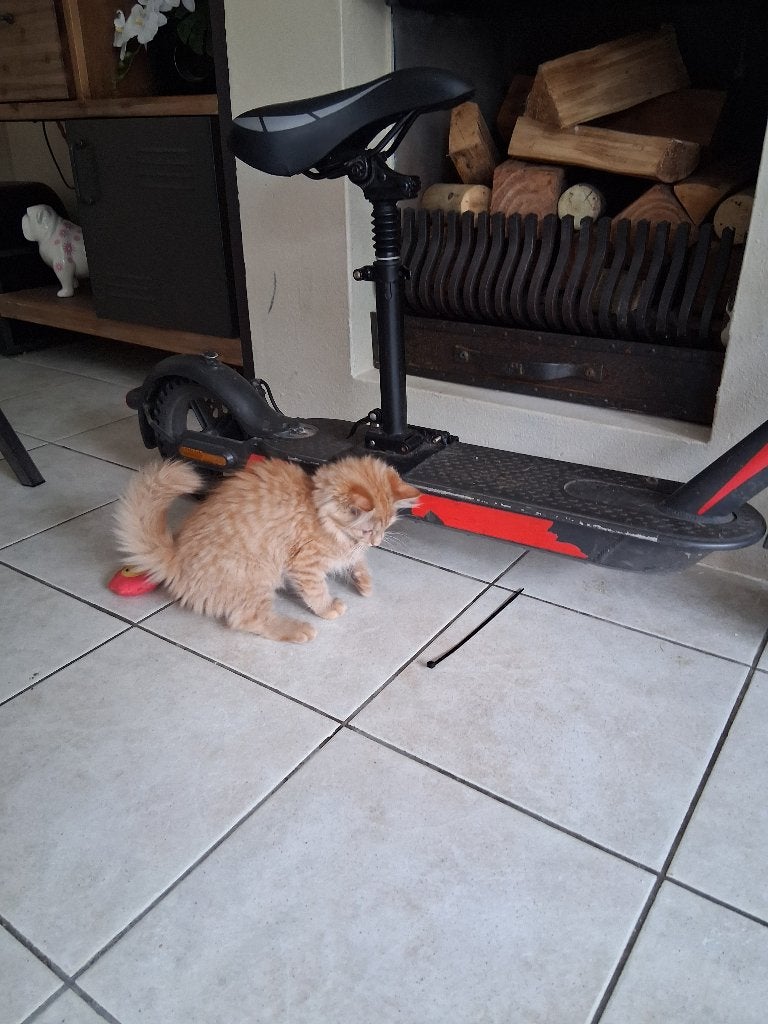 Kruising main coon, Meerdere dieren, 0 tot 2 jaar