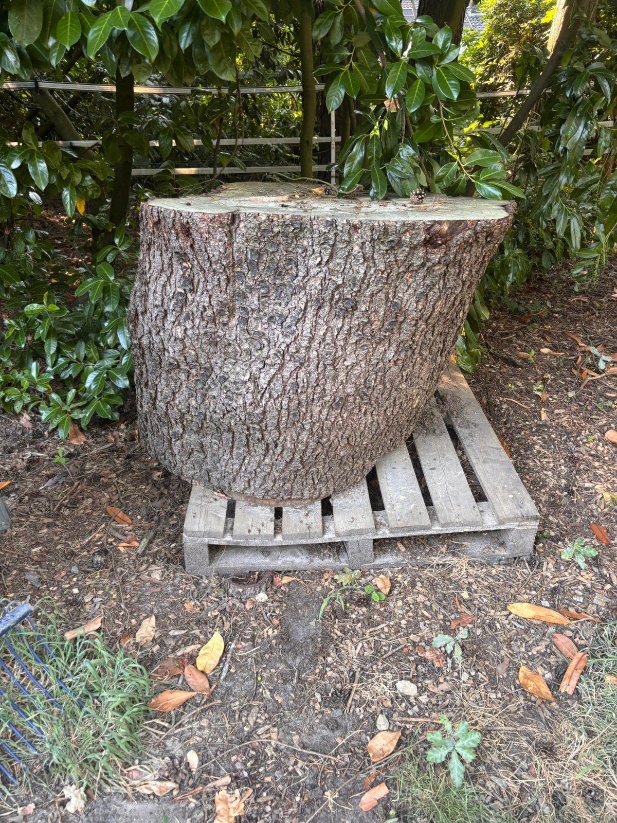 Hele grote boomstam, 6 m³ of meer, Ophalen