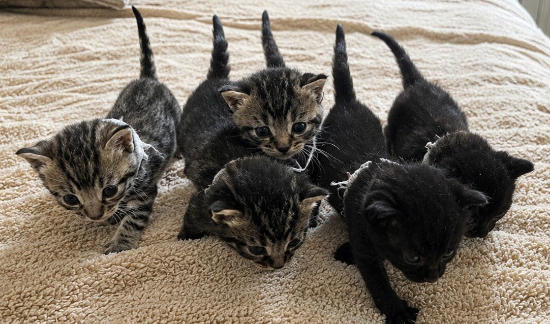 10 gezonde kittens, Geslacht onbekend