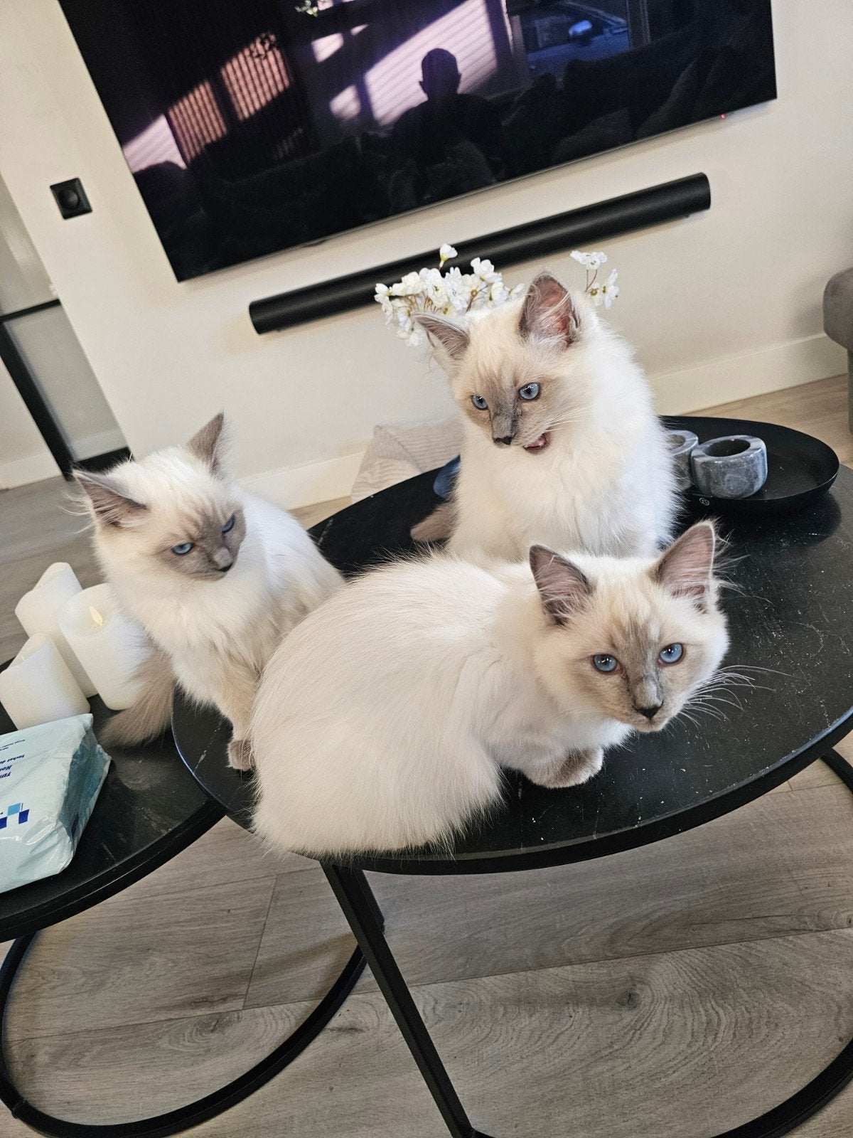 Ragdoll kittens met stamboom beide ouders getest, Dieren en Toebehoren, Meerdere dieren, Met stamboom, 0 tot 2 jaar