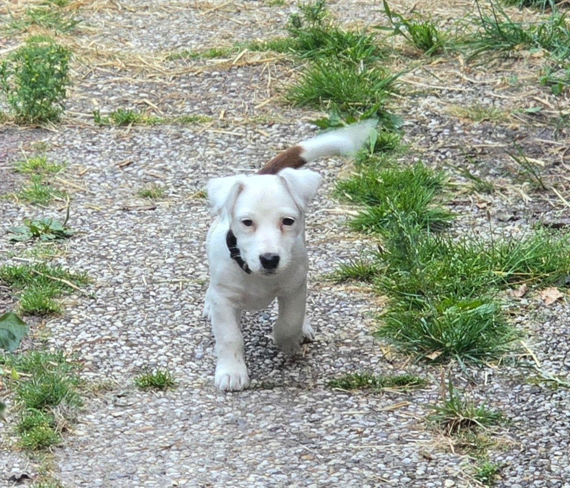 Laatste  Mooie zuivere Broken Coat Jack Russel pups, Parvo, Jack Russell Terriër, 8 tot 15 weken, Meerdere