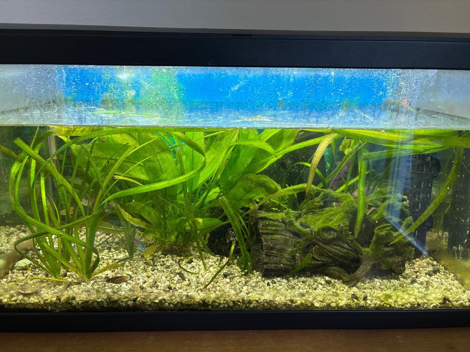 Aquarium 60x30x30, Dieren en Toebehoren, Ophalen, Gebruikt, Gevuld zoetwateraquarium