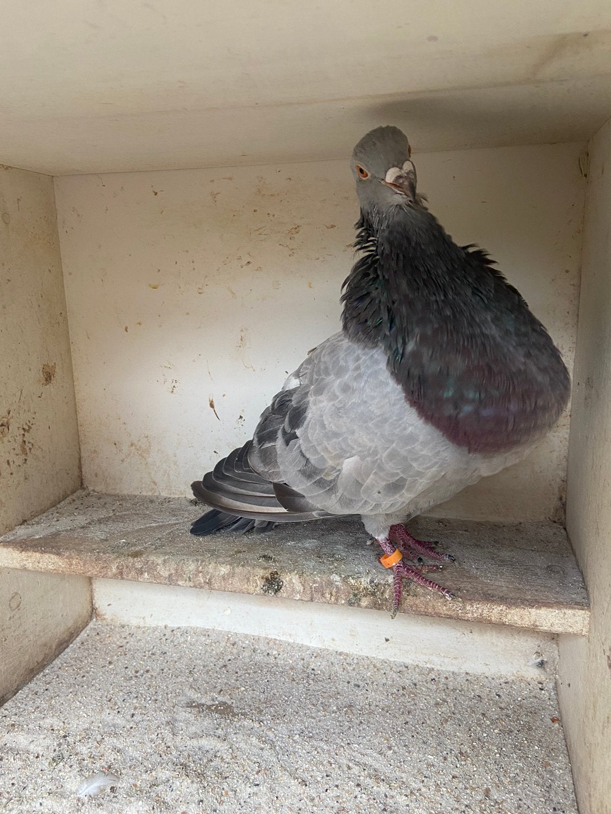 Isabel doffer, Dieren en Toebehoren, Mannelijk, Kropper