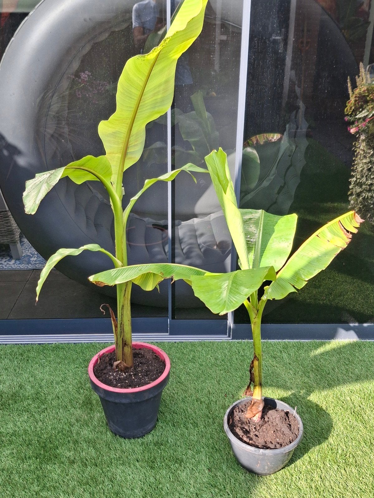 2 Musa bananenplanten inclusief pot, Ophalen, Volle zon, Vaste plant, Bloeit niet