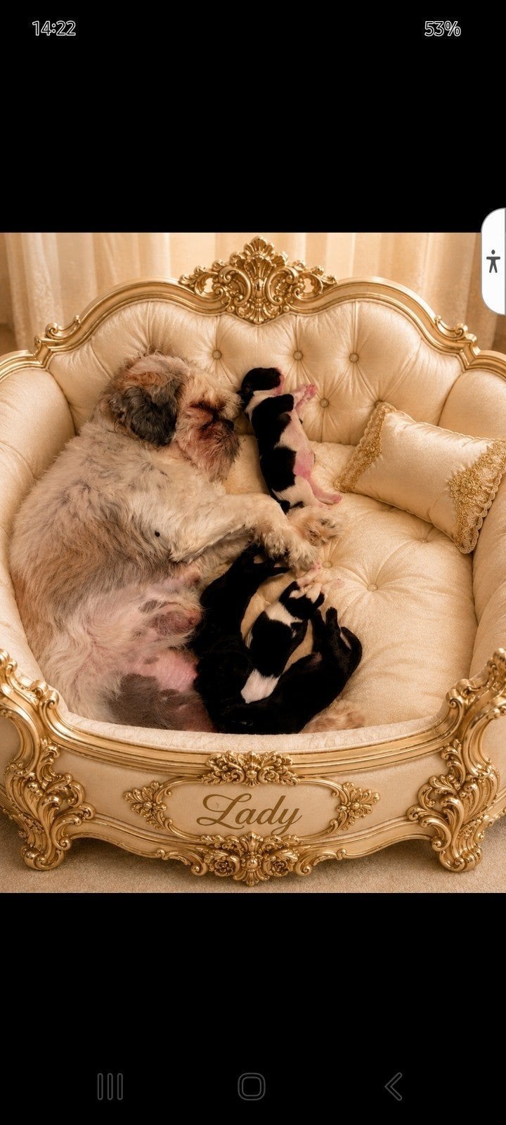 raszuivere Shih tzu pups., Parvo, Overige rassen, 8 tot 15 weken, Meerdere