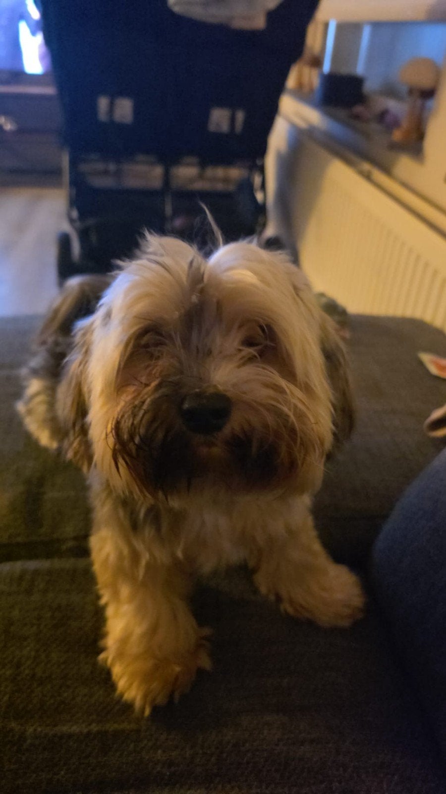 lieve kleine aanhankelijke hondje zoekt gouden mandje, Dieren en Toebehoren, Reu, 1 tot 2 jaar, Eén hond, CDV (hondenziekte)