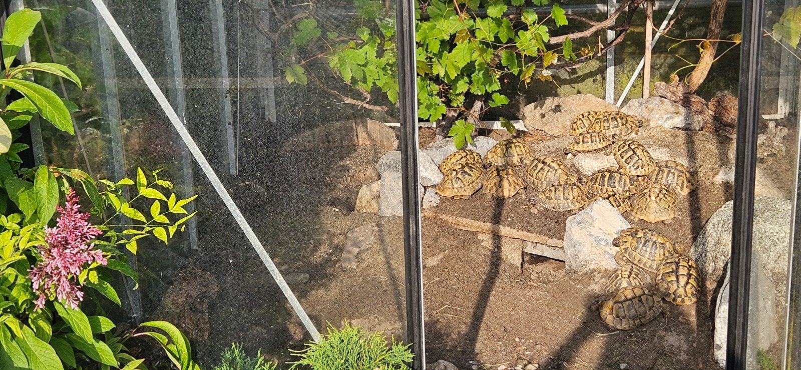 Lieve jonge schildpadden landschildpad Tortoise photo 8