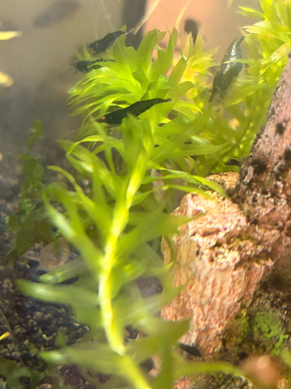 Green jade, neocaridina garnalen, Kreeft, Krab of Garnaal