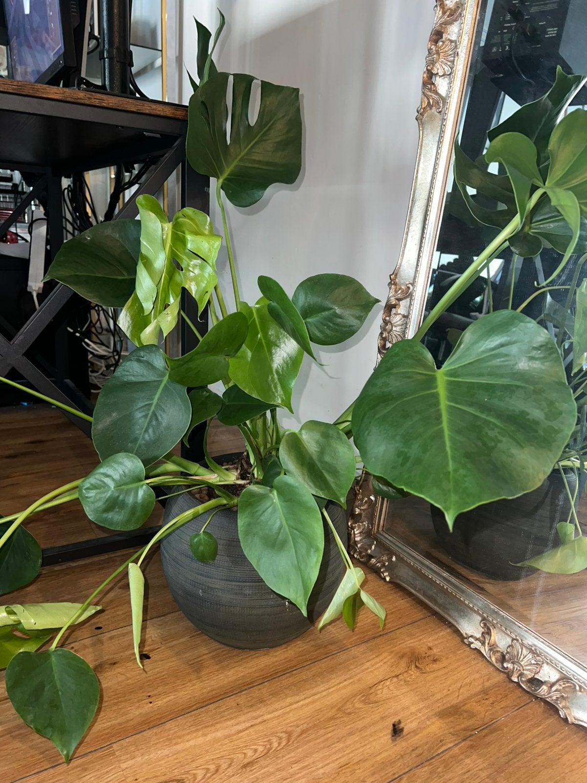 Grote Gezonde mooie monstera, Ophalen, 100 tot 150 cm, Halfschaduw, In pot