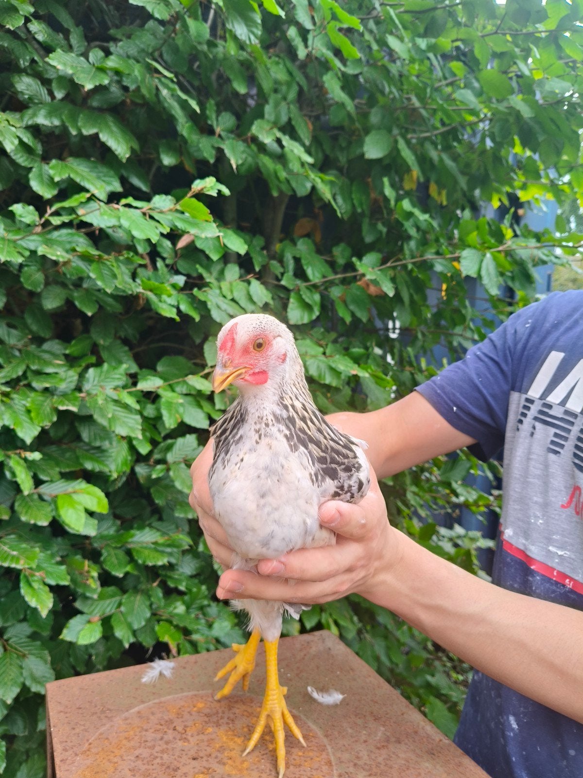 twee mooie hand tamme jonge Wyandotte kriel haantjes., Mannelijk, Kip