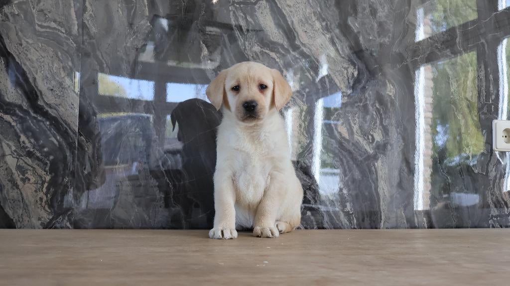 labrador puppy's, Dieren en Toebehoren, Parvo, Nederland, 8 tot 15 weken, Labrador retriever