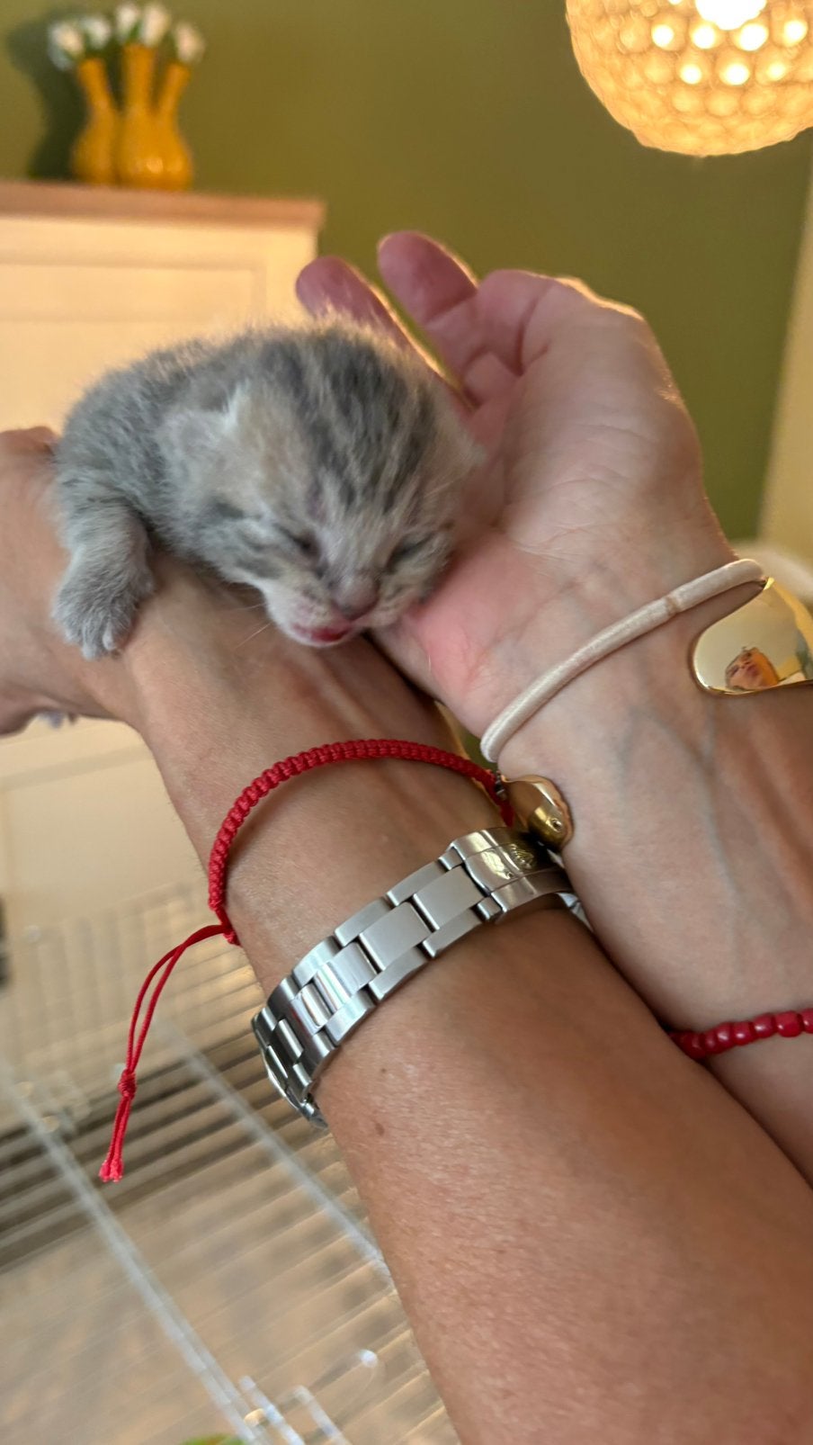 britse korthaar kitten. poesje, Dieren en Toebehoren, Katten en Kittens | Raskatten | Korthaar, Meerdere dieren, Ontwormd, 0 tot 2 jaar