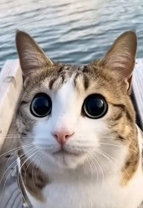 Schattige kat mannetje, Computers en Software, Ophalen of Verzenden