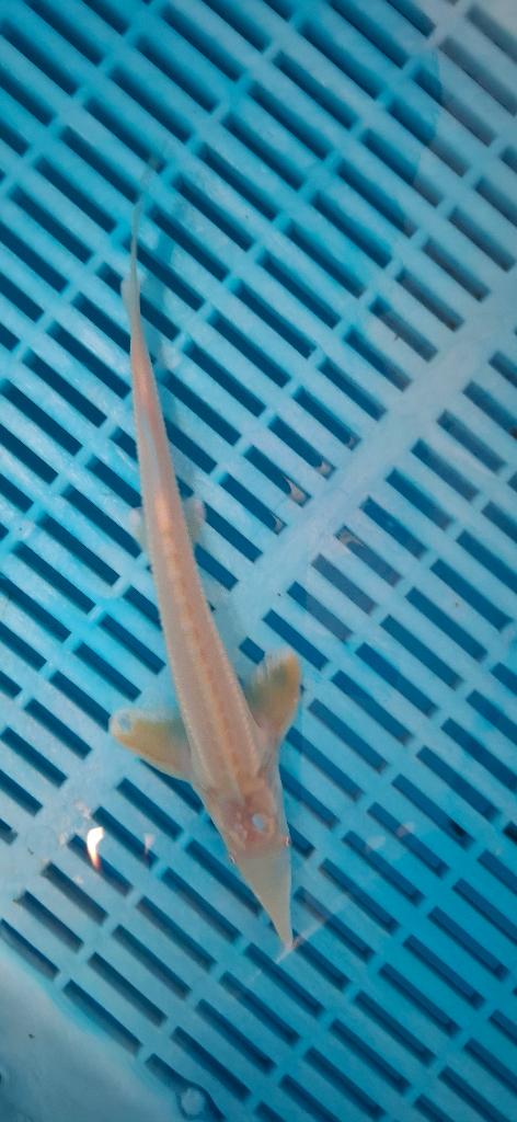 Steur Albino Sterlet Ruthenus 35/40CM, Steur