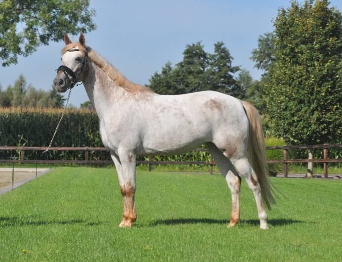 Knappe pony beschibaar voor bijrijden en verzorgen!, Dieren en Toebehoren, Ophalen, Nieuw