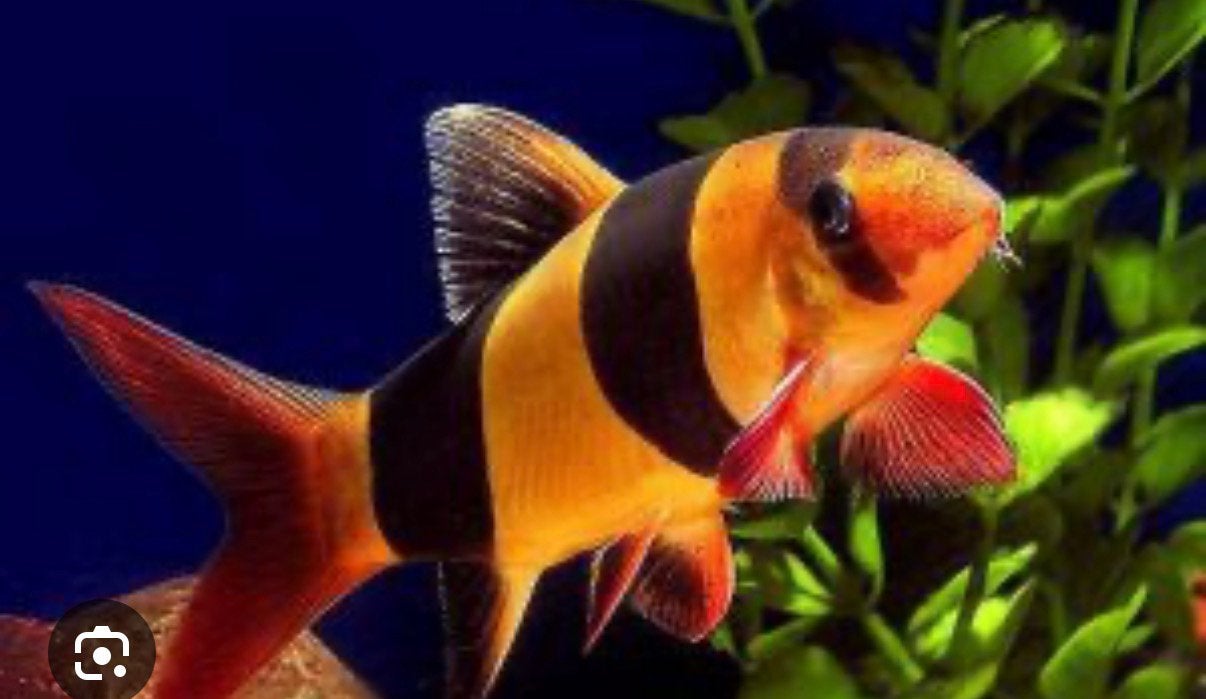 Clownbotia en Tijgerbotia XL, Vis, Zoetwatervis, Schoolvis