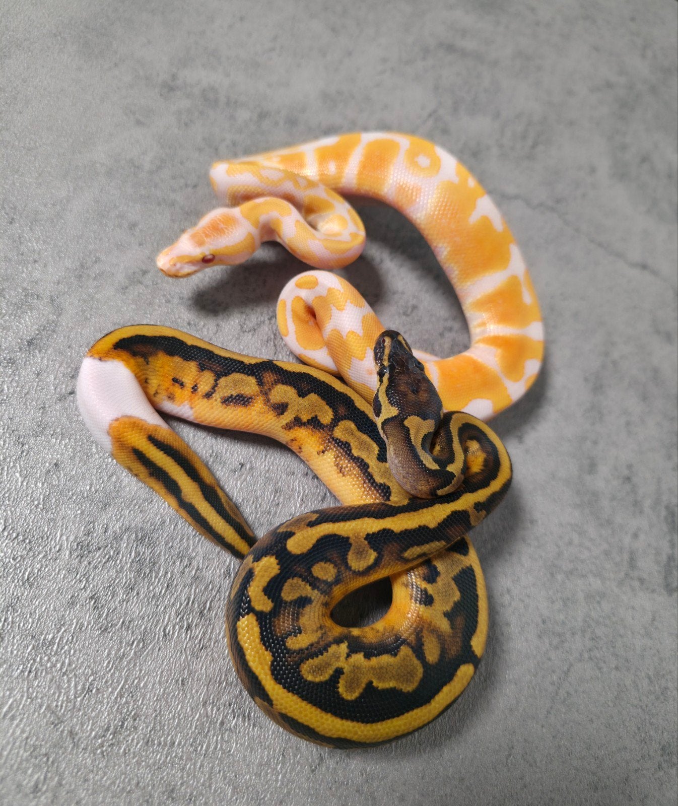 ♂️♀️Koppeltje Dreamsicles Ball Python photo 3