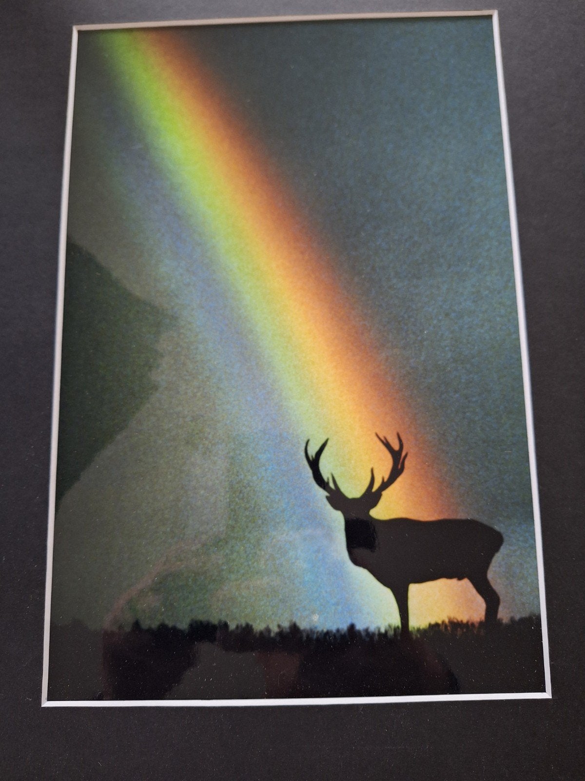 Set van originele grote foto s: natuur en dieren, Antiek en Kunst, Ophalen