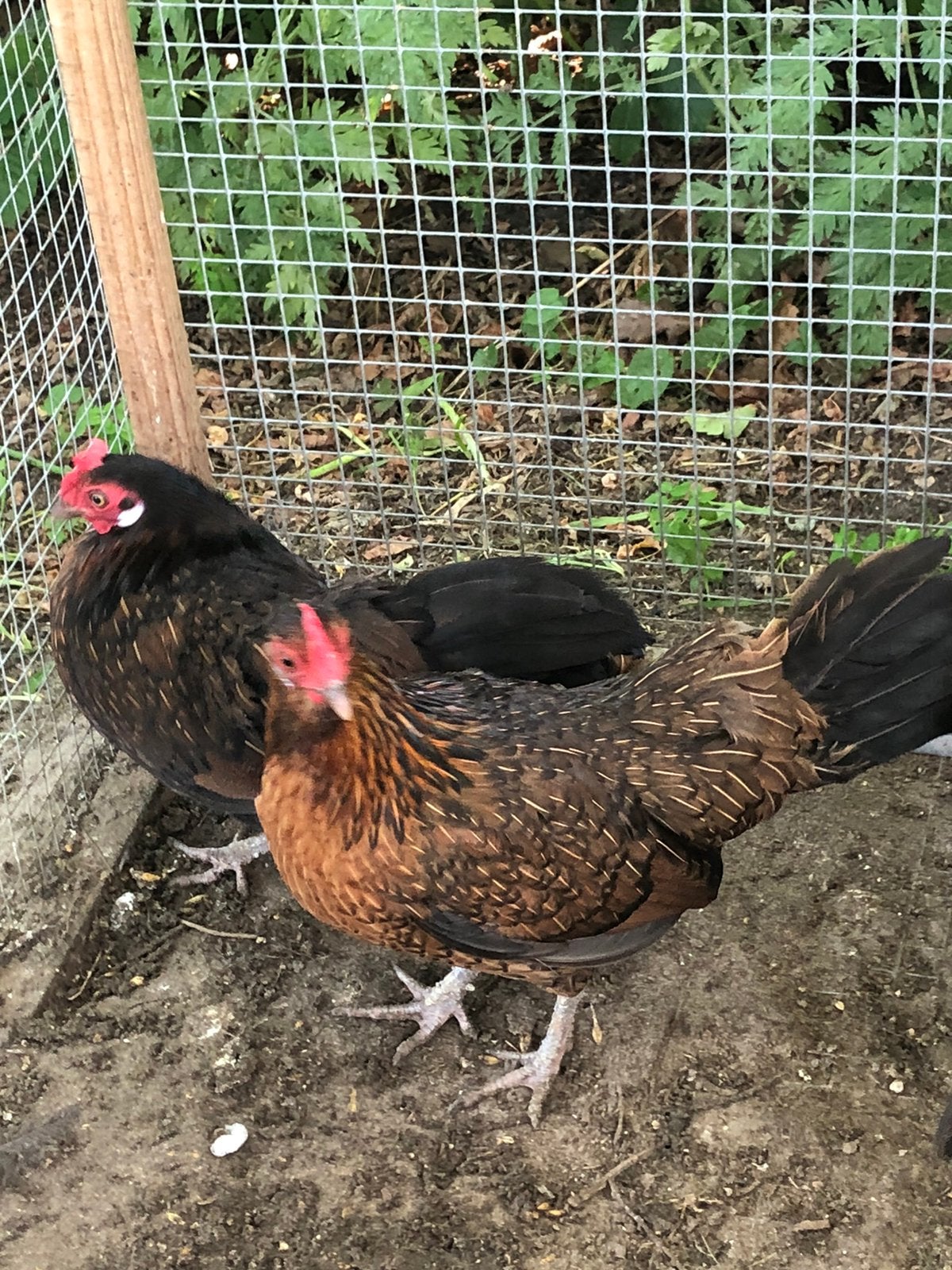 2 duitse kriel hennen van vorig jaar., Dieren en Toebehoren, Pluimvee, Vrouwelijk, Kip