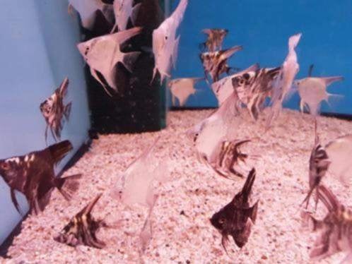 Maanvis Mix - Small / Klein - Koidream Valburg, Dieren en Toebehoren, Vissen | Aquariumvissen, Zoetwatervis, Vis