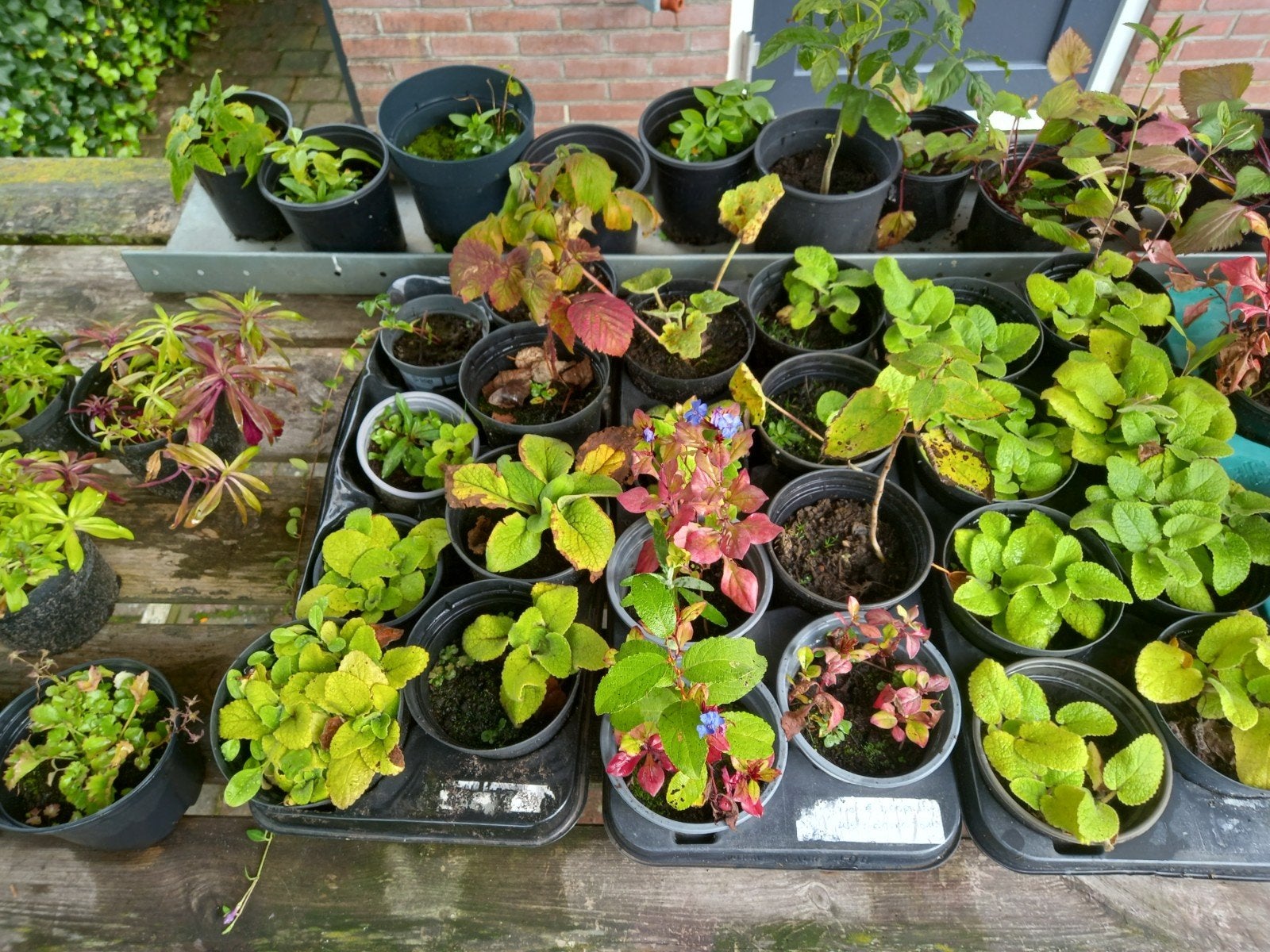 diverse vaste planten €1,- per stuk 🍄 najaarsopruiming 🍁, Ophalen, Vaste plant, Overige soorten