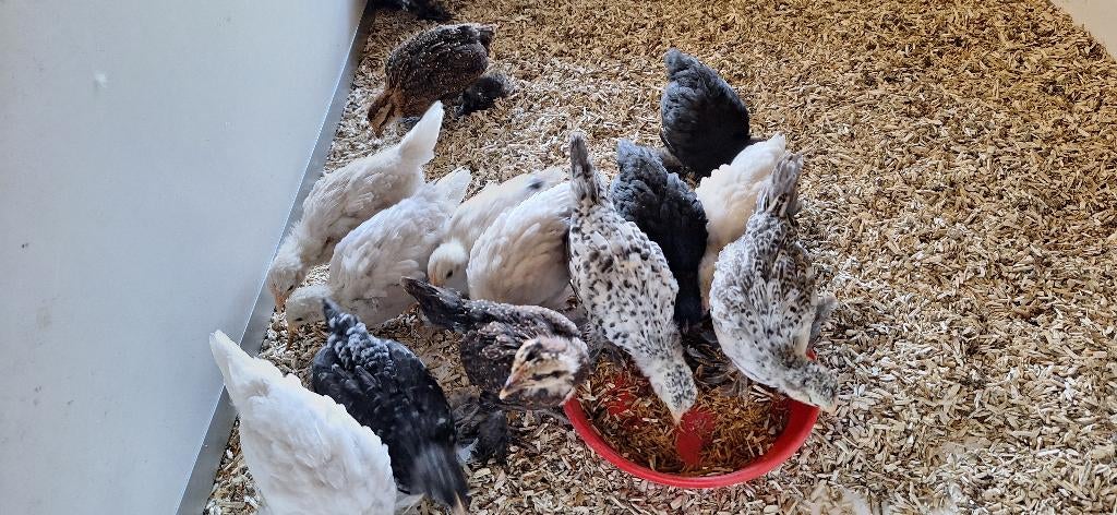 Sabelpoot kriel kuikens, Dieren en Toebehoren, Pluimvee, Geslacht onbekend, Kip