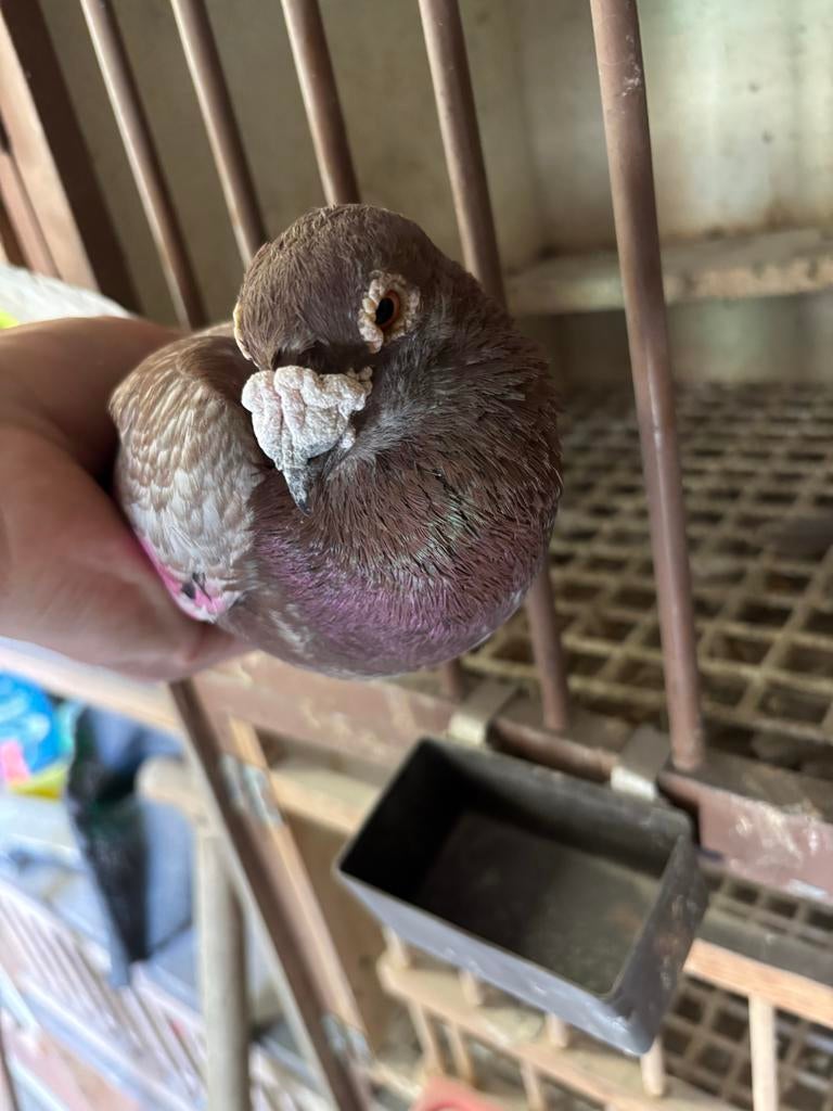 Kruising Laudino Doffer, Dieren en Toebehoren, Vogels | Duiven, Mannelijk, Kropper