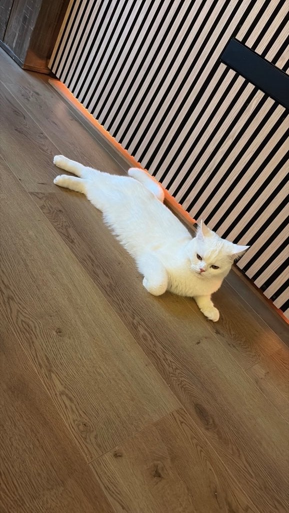 Britse korthaar, wit, +/- 11 maandjes, Dieren en Toebehoren, Kater, 0 tot 2 jaar