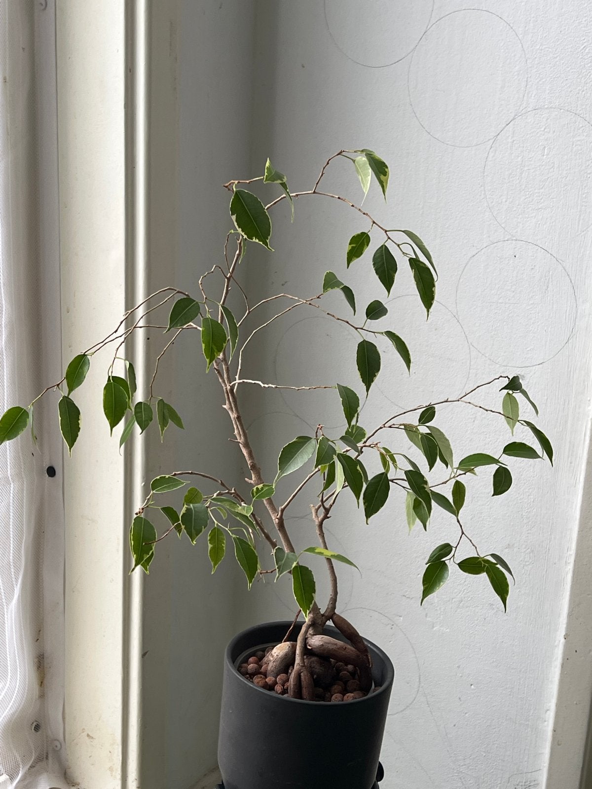 Ficus Bonsai - Unieke Vorm, Ficus, In pot, Minder dan 100 cm, Groene kamerplant