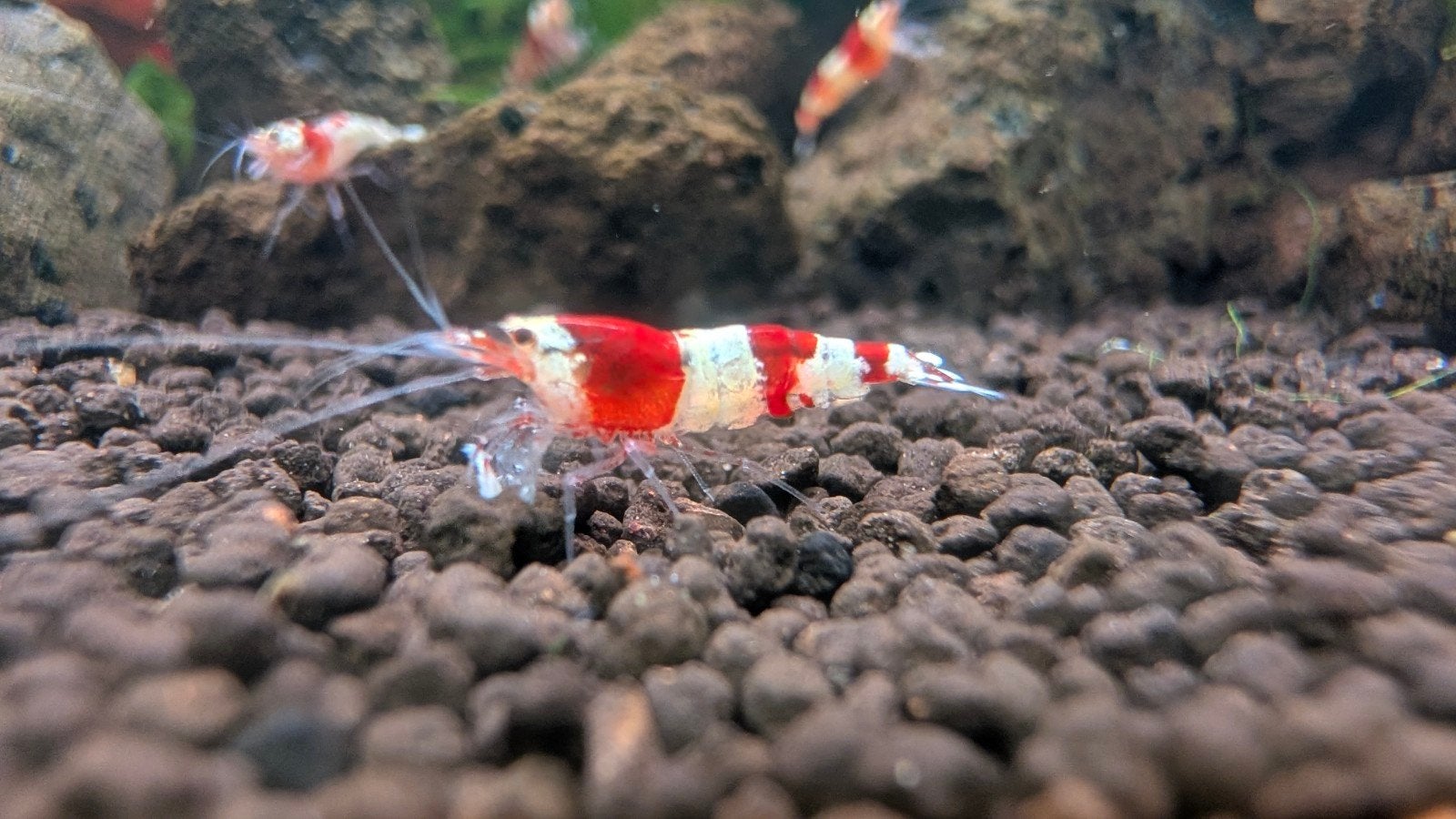 15x Crystal red caridina garnalen, Eén persoon, Augustus