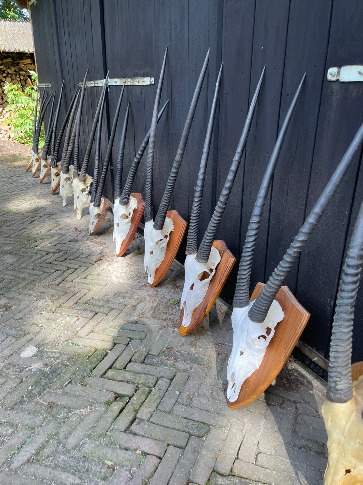 Oryx, Spiesbok, hoorns, schedels, Afrika,, Verzamelen, Dierenverzamelingen, Ophalen of Verzenden, Gebruikt, Wild dier, Schedel