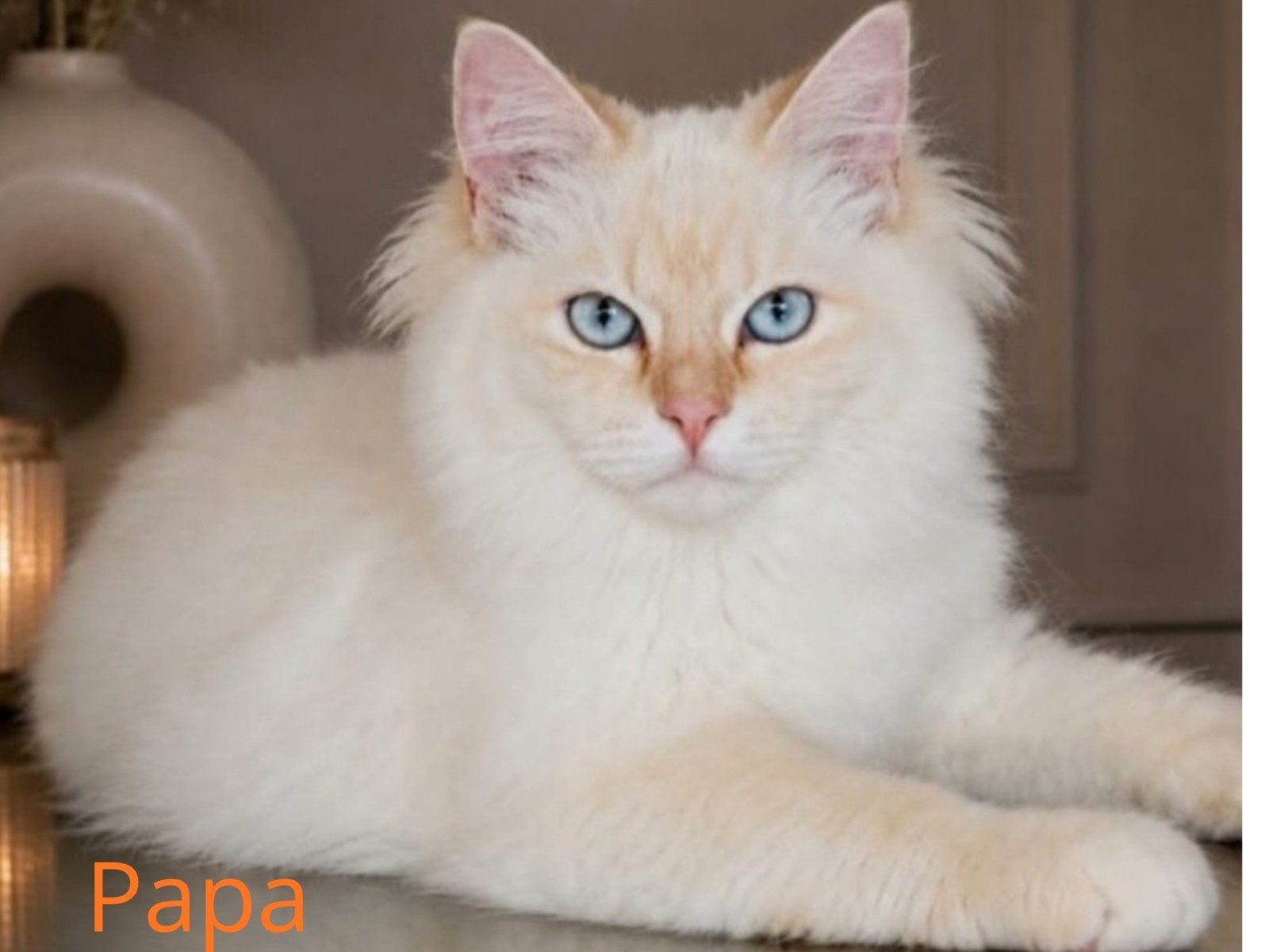 Aankondiging Ragdoll twee nestjes, Dieren en Toebehoren, Meerdere dieren, Ontwormd, 0 tot 2 jaar