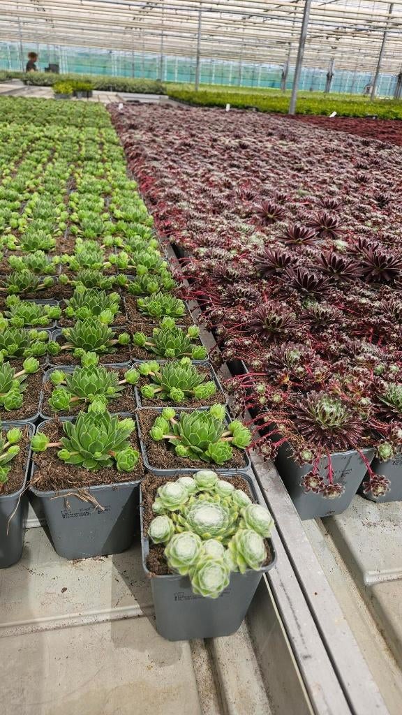 Sempervivum - rotsplant - mix aan kleuren - diverse soorten, Bodembedekkers, Volle zon, Vaste plant, Ophalen of Verzenden
