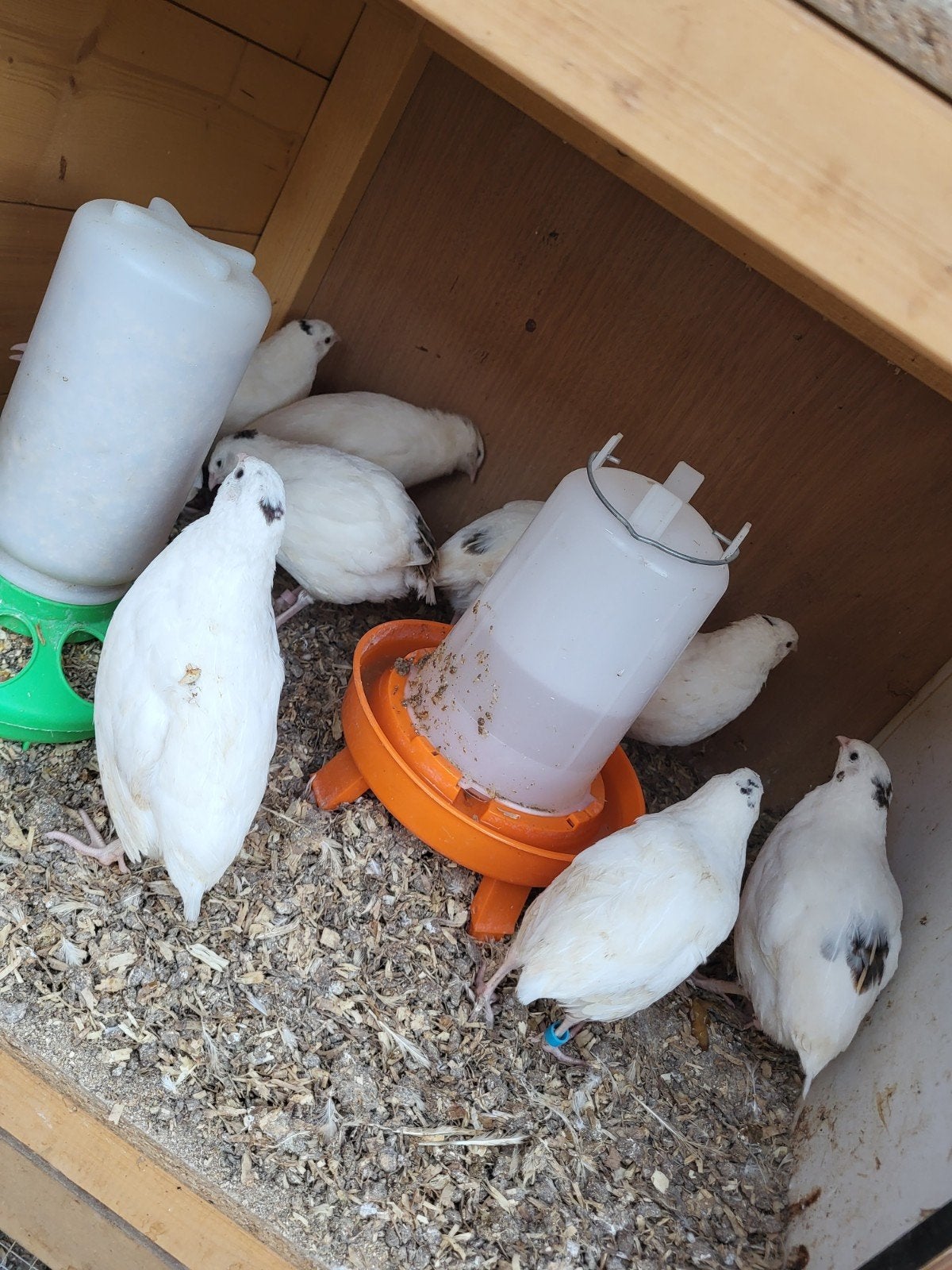 Witte japanse kwartels hanen 10 weken, Dieren en Toebehoren, Meerdere dieren, Overige soorten