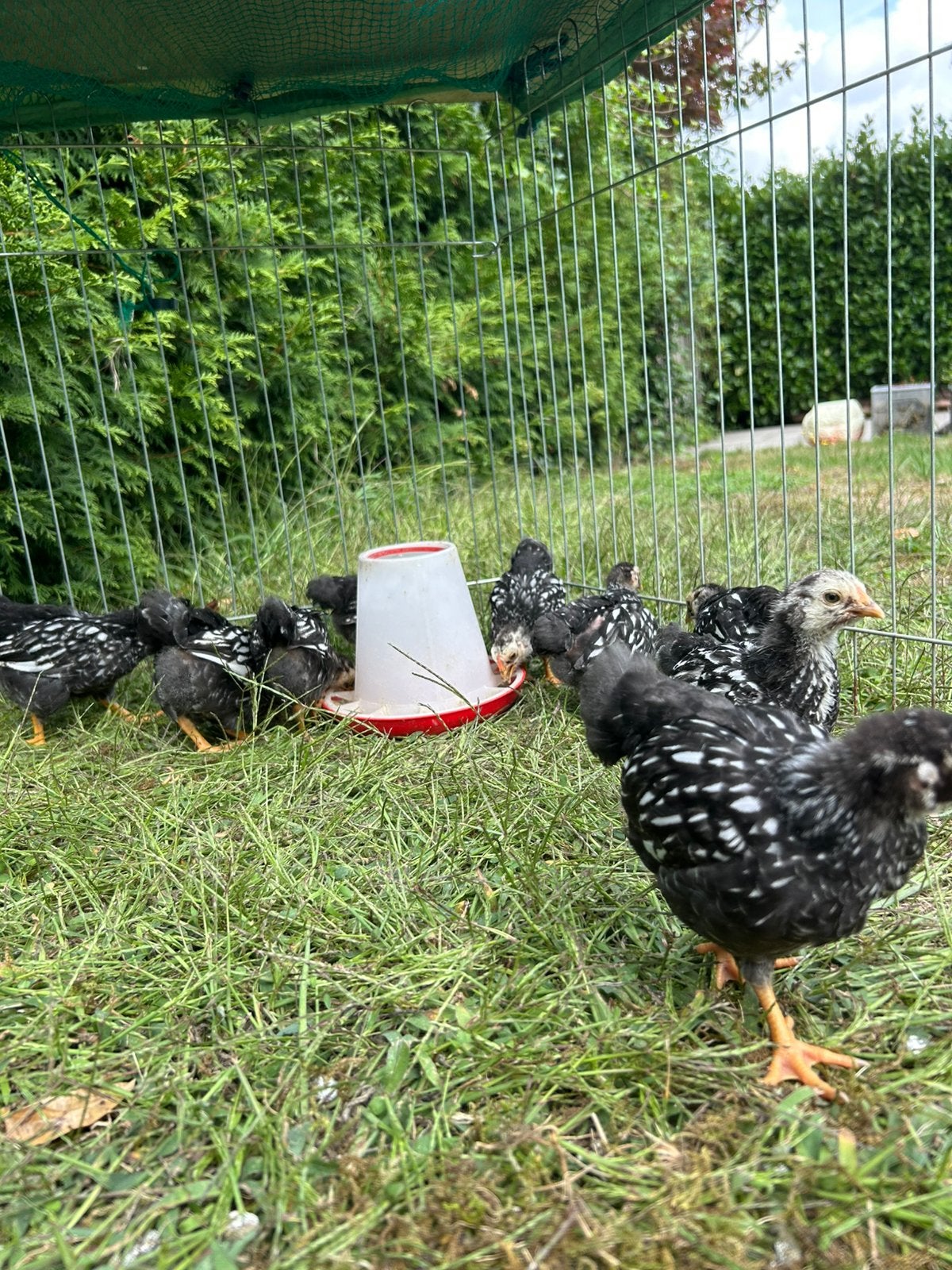 Jonge hennen Wyandotte kriel, Dieren en Toebehoren, Pluimvee, Vrouwelijk, Kip
