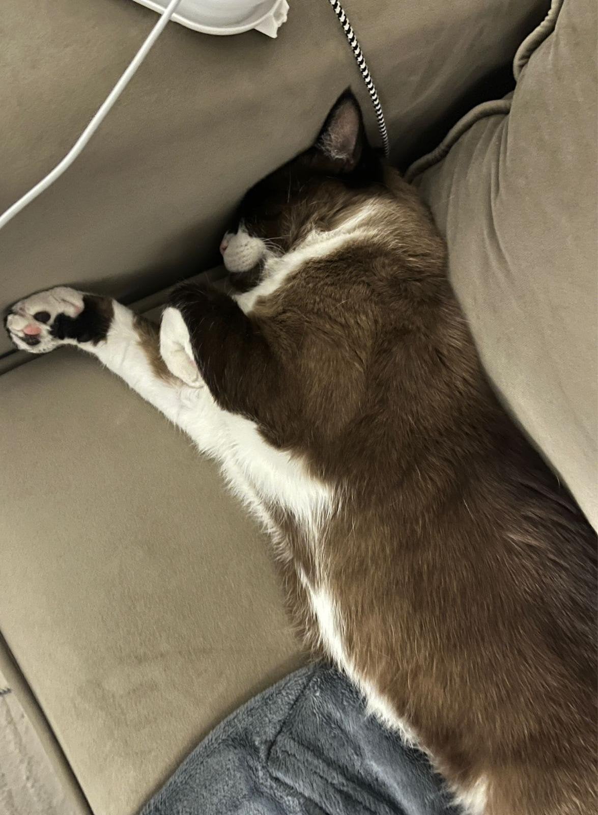 Gratis kat adoptie, Ophalen of Verzenden, Nieuw