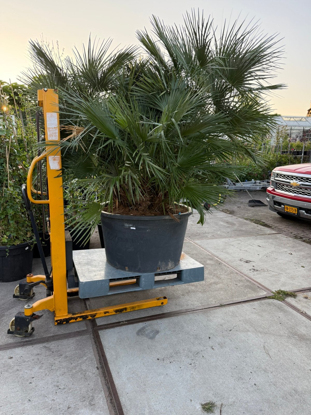 Super super super grote palm chamearops een plaatje, Tuin en Terras, Planten | Bomen, 100 tot 250 cm, Zomer, Palmboom, Ophalen