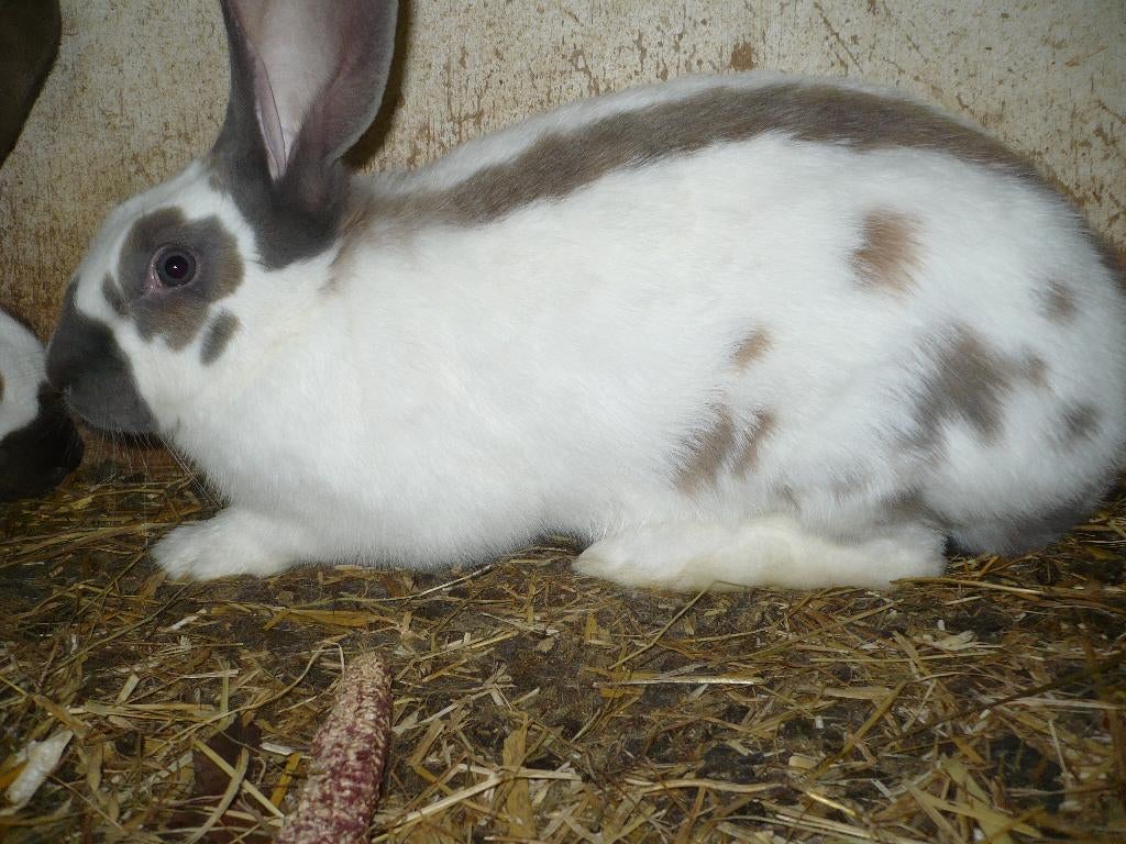Te koop: raszuivere jonge groot lotharinger voedster, Dieren en Toebehoren, Konijnen, Vrouwelijk, Groot, 0 tot 2 jaar