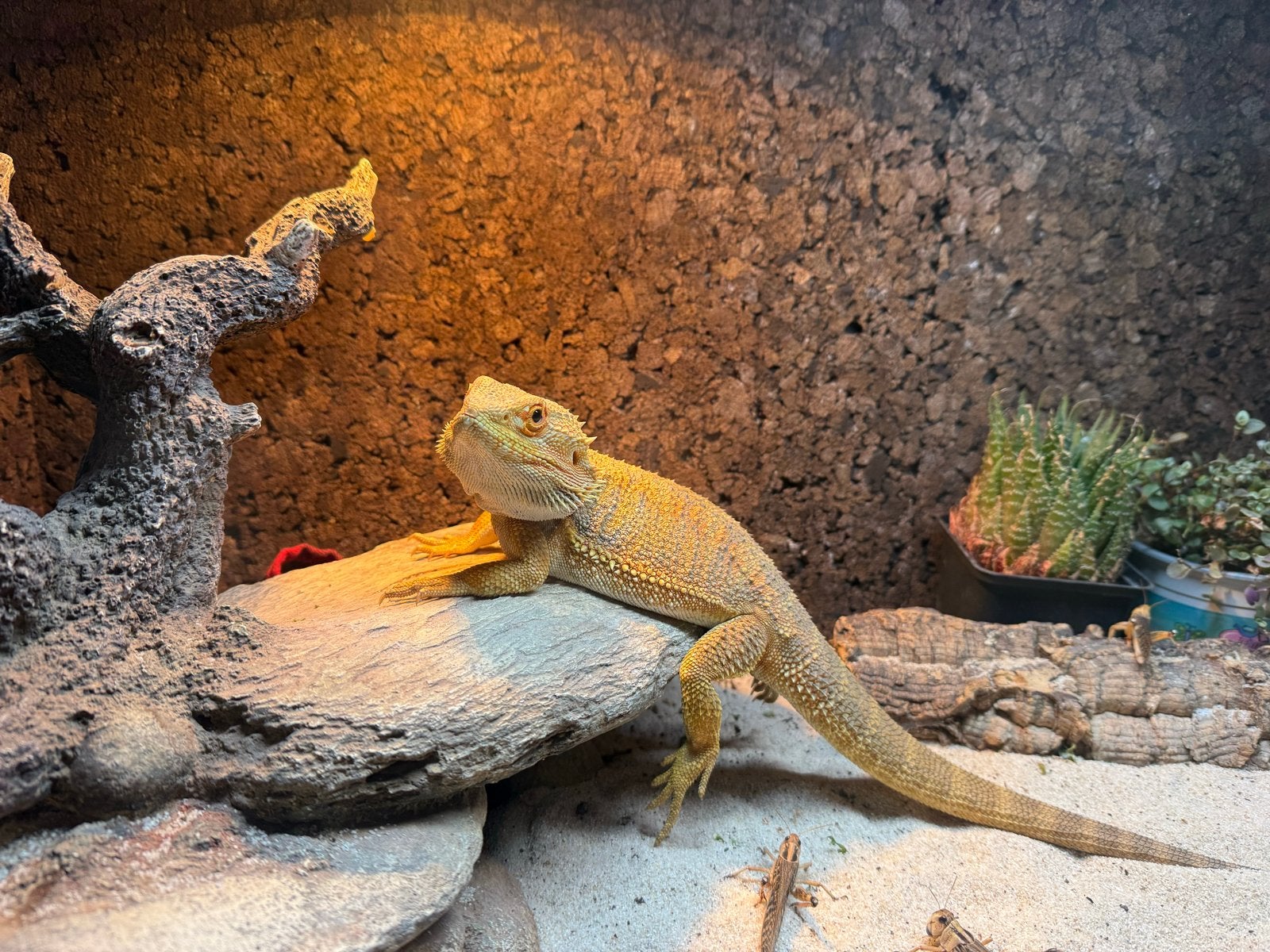 Baardagaam met terarium te koop Bearded Dragon photo 5