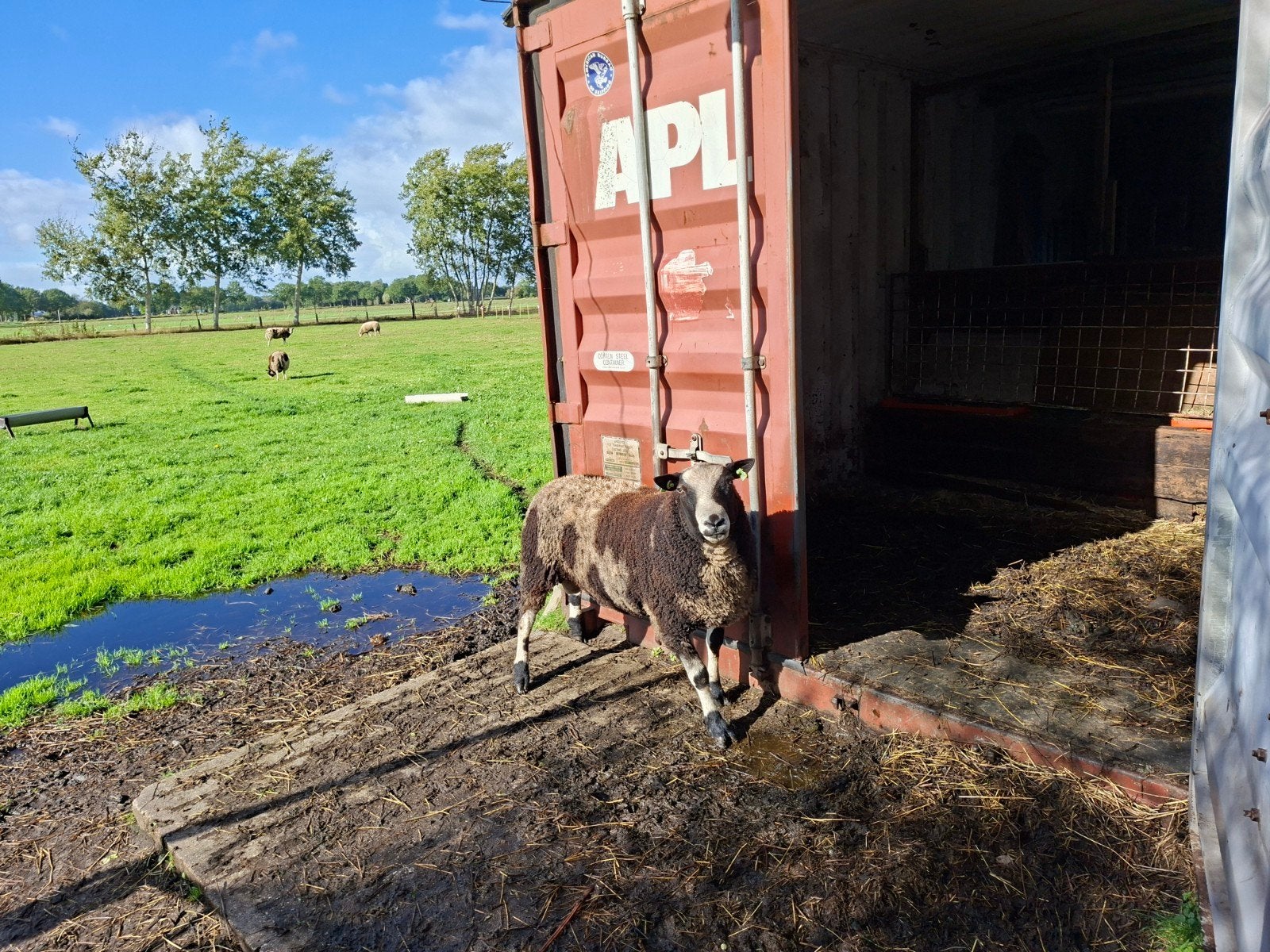 mooie overjarige dekram, Dieren en Toebehoren, Mannelijk, Schaap, 0 tot 2 jaar