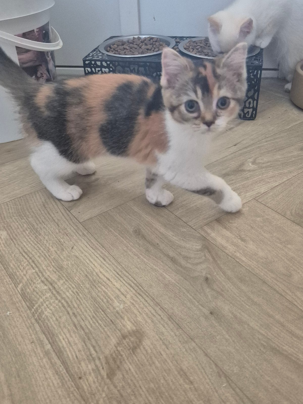 Britse korthaar lapje cyper rood wit tortie torbie speels, Poes, Gechipt, 0 tot 2 jaar