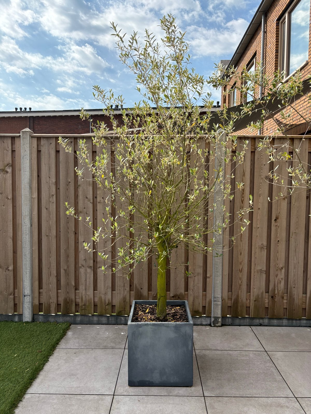 Olijfboom Olea Europea & Pon Pon - Mediterrane Sfeer, Volle zon, Vaste plant, Lente, Ophalen