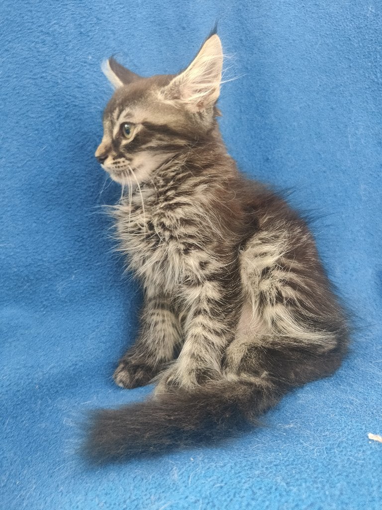 Langhaar katertje kruising, Dieren en Toebehoren, Kater, Langharig, 0 tot 2 jaar