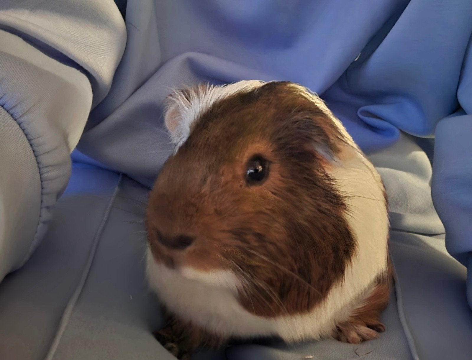 beertje beschikbaar met kooi, Dieren en Toebehoren, Knaagdieren, Cavia, Februari, Mannelijk, Tam