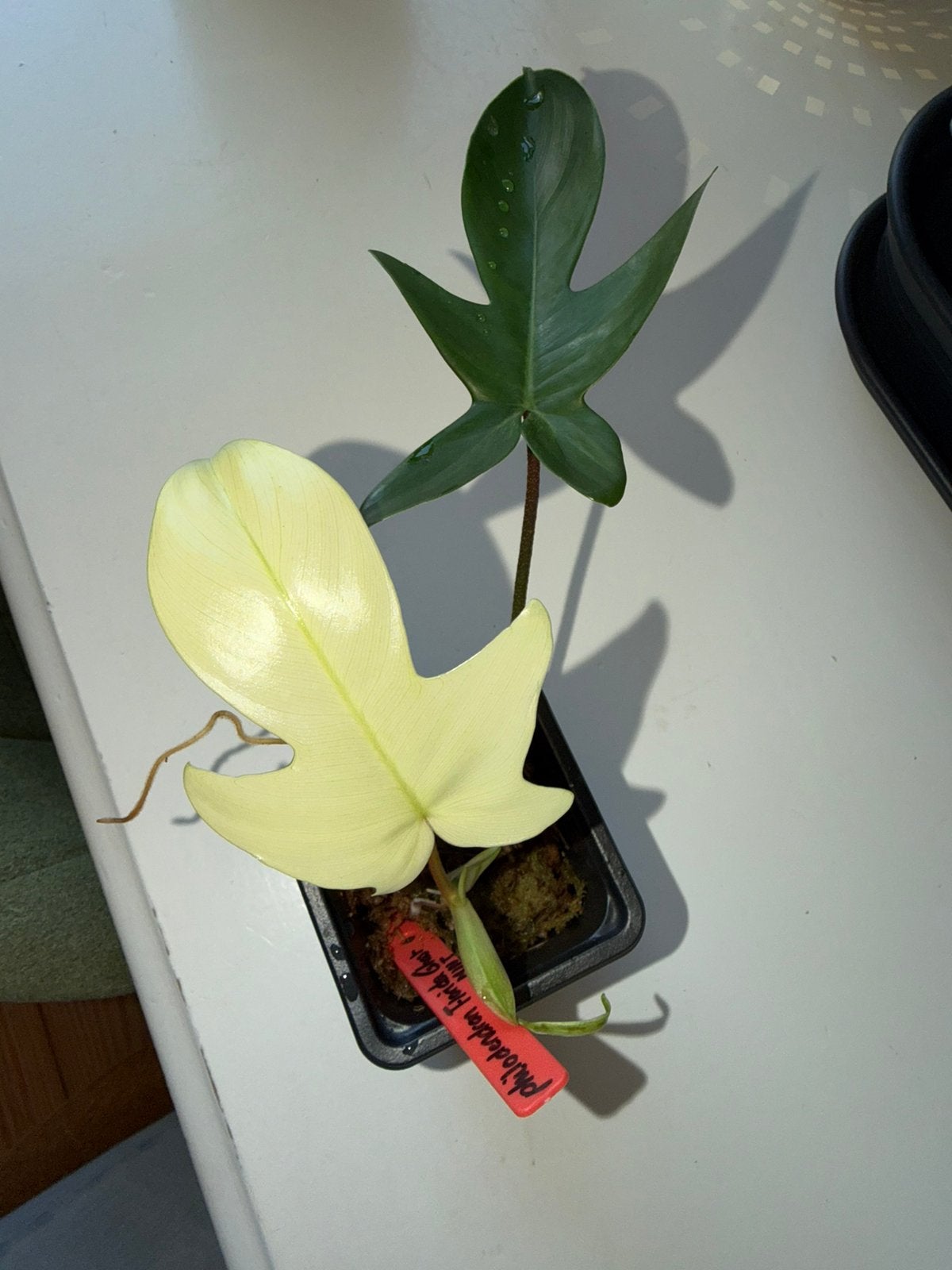 Philodendron Florida ghost mint, Huis en Inrichting, Kamerplanten, Ophalen of Verzenden, Halfschaduw, Minder dan 100 cm